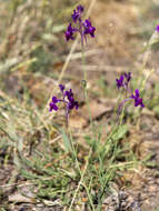 Sivun Linaria elegans Cav. kuva