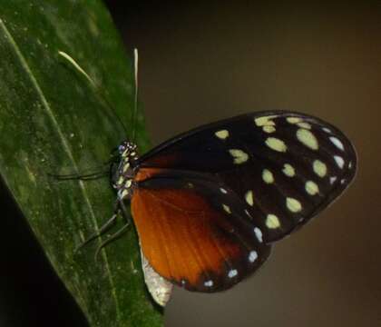 صورة Callithomia