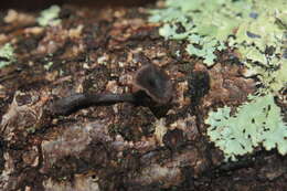 Plancia ëd Craterellus boyacensis Singer 1963