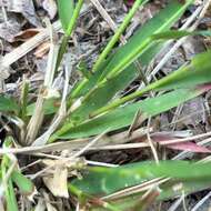 Panicum ensifolium var. ensifolium resmi