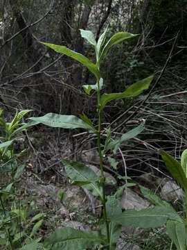 Image of Greata's aster