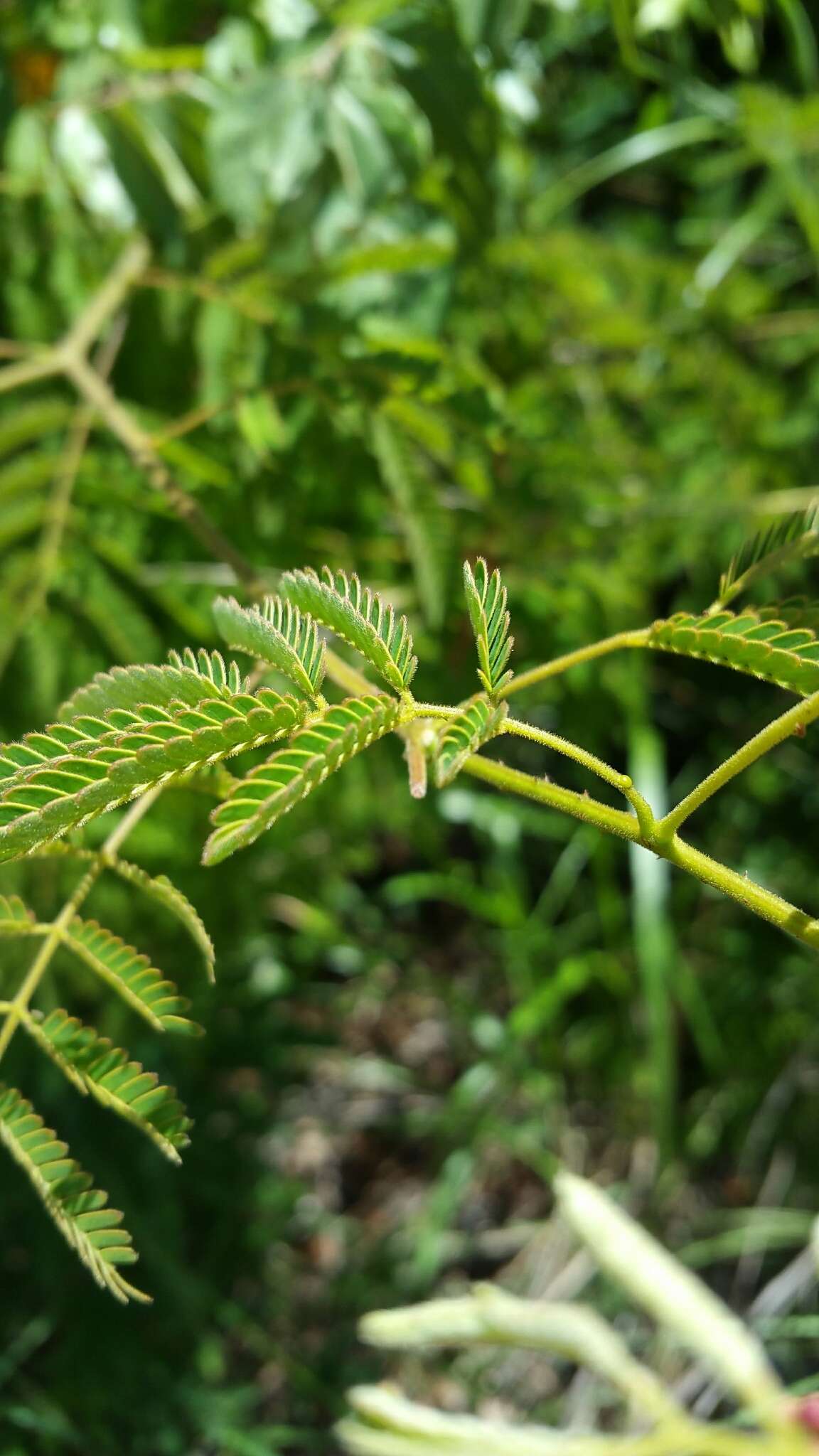 Image of Senegalia pervillei (Benth.) Boatwr.