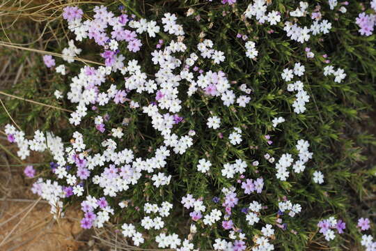 Image of Junellia toninii (Kuntze) Moldenke