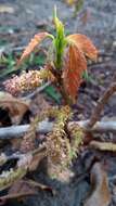 Слика од Alchornea alnifolia (Bojer ex Baill.) Pax & K. Hoffm.