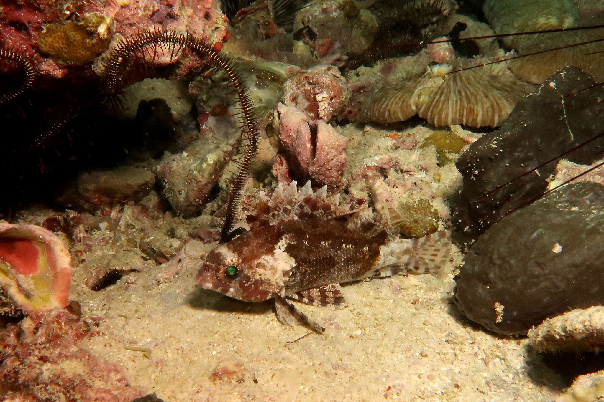 Image of false scorpionfishes