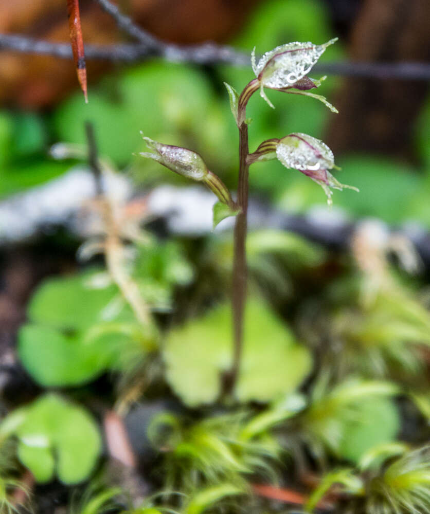 Acianthus sinclairii Hook. fil.的圖片