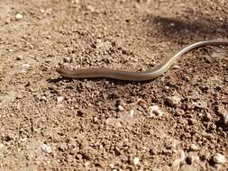 Image of Günther's Cylindrical Skink