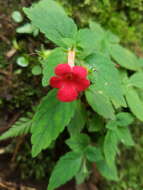 Imagem de Achimenes erecta (Lam.) H. P. Fuchs