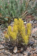 Image of shortflower Indian paintbrush