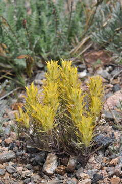 Image of shortflower Indian paintbrush