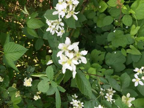 Imagem de Rubus allegheniensis Porter