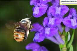 Image of Eucera pekingensis Yasumatsu 1946