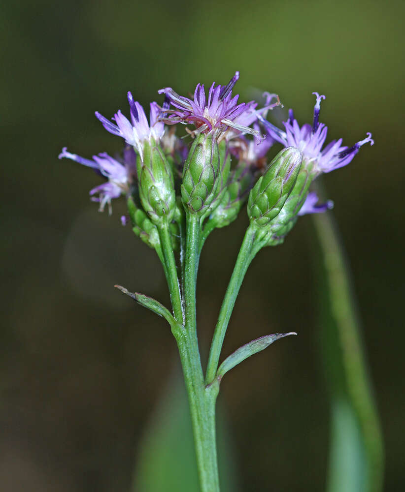 Image of Saussurea neoserrata Nakai