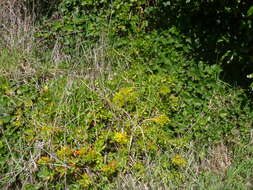 Image of green cockscomb