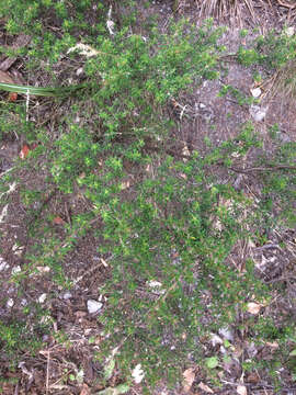 Image of Olearia solandri (Hook. fil.) Hook. fil.