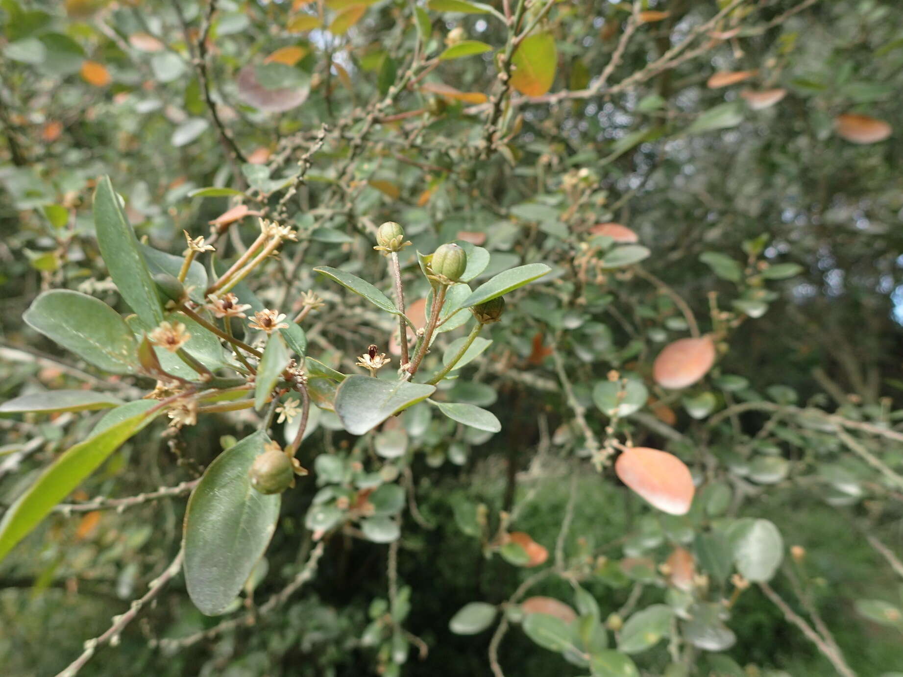 Image of Clutia pulchella var. pulchella