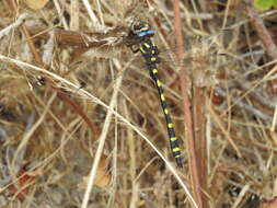 Image of Pacific Spiketail