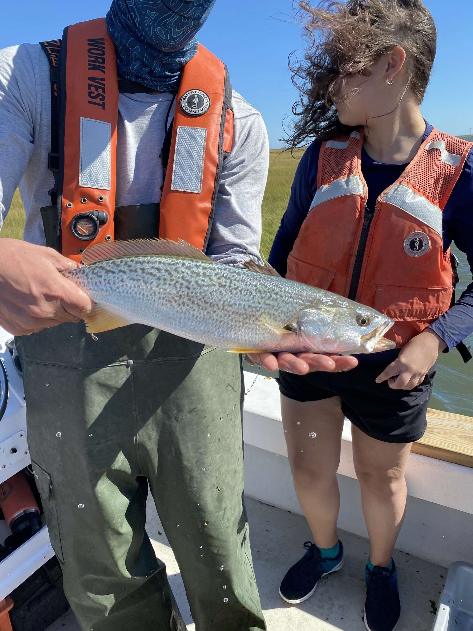 Image of Gray weakfish