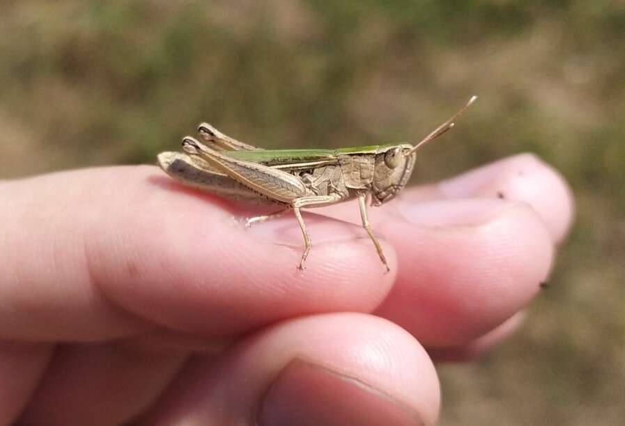 Image of Epirus Dancing Grasshopper