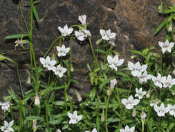 Image of Monopsis alba Phillipson