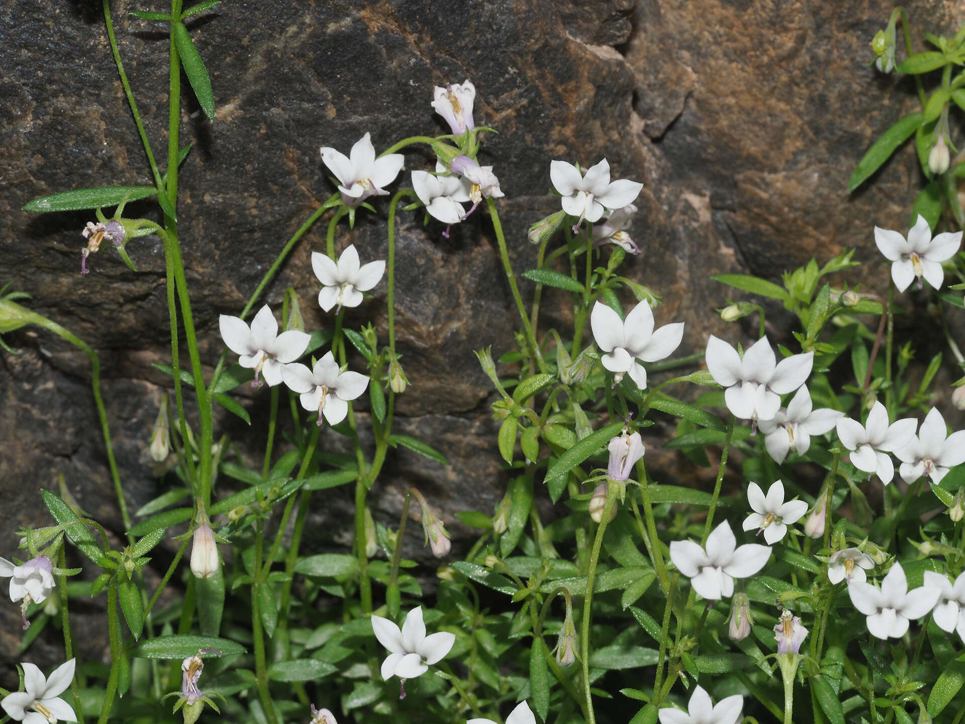 Image of Monopsis alba Phillipson