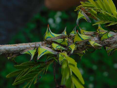 Image of Thorn Treehopper