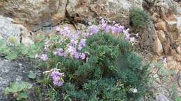 Image of Dianthus rupicola Biv.