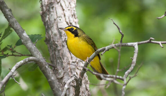 Geothlypis formosa (Wilson & A 1811) resmi