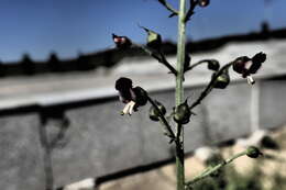 Image of Scrophularia incisa Weinm.