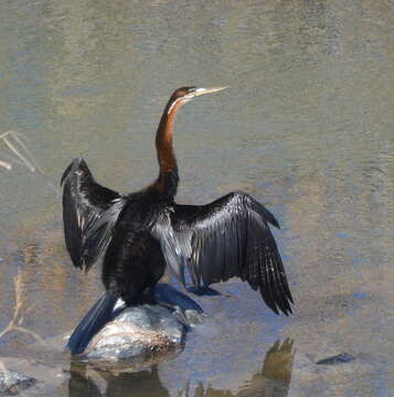 Image of African Darter