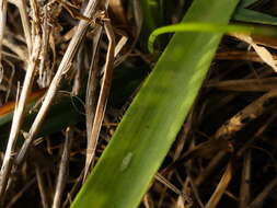 Image of Allium subhirsutum L.