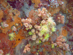 Image de Tubastraea tagusensis Wells 1982