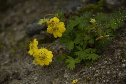 Image de Potentilla eriocarpa Wall.