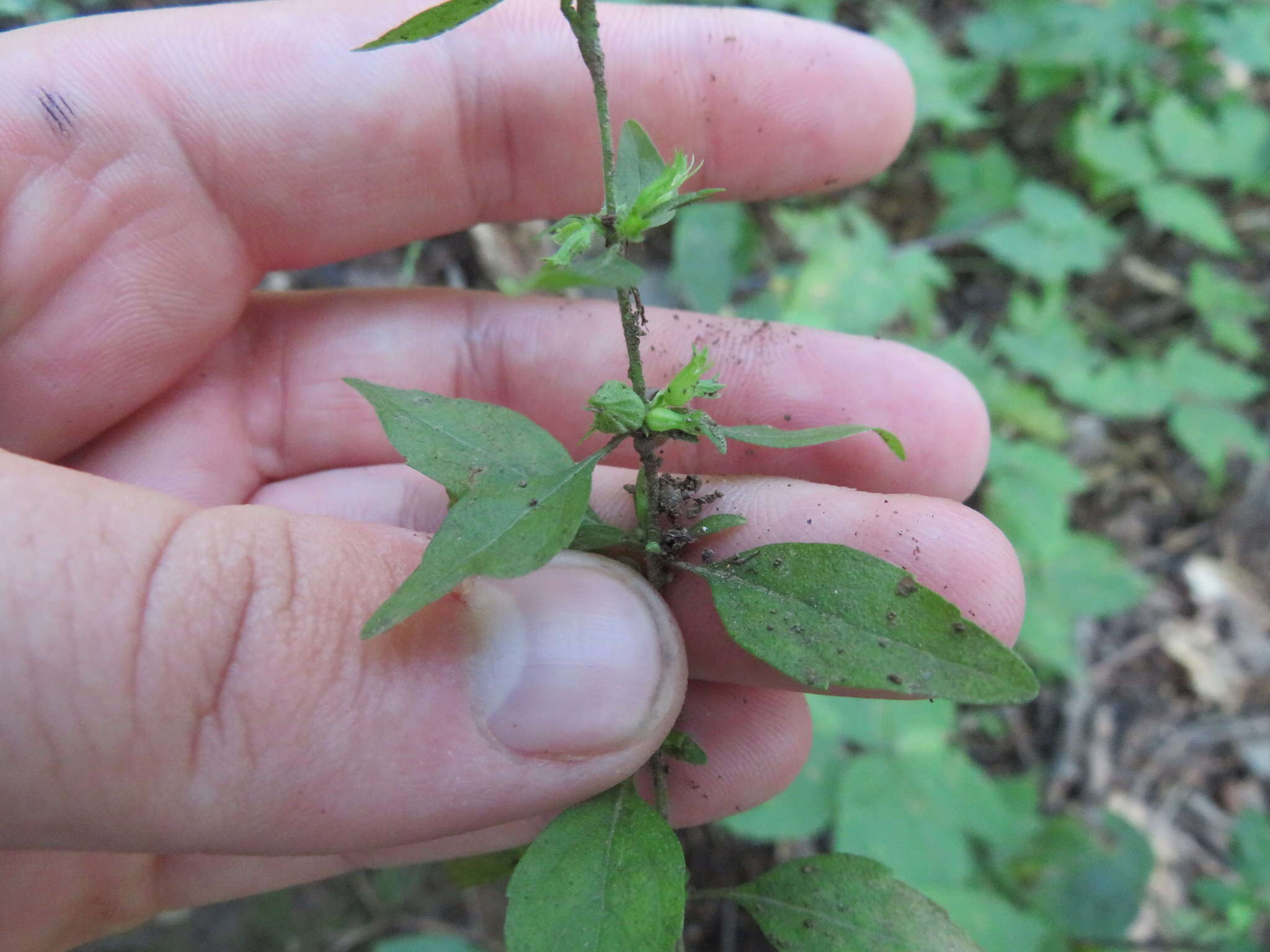 Image of American false pennyroyal