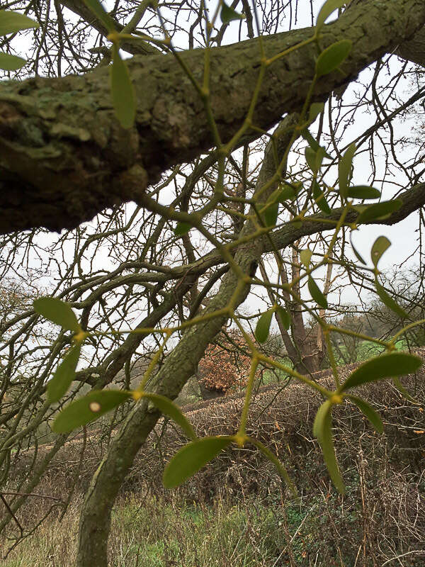 Image of European mistletoe