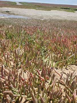 Слика од Salicornia natalensis Bunge ex Ung.-Sternb.