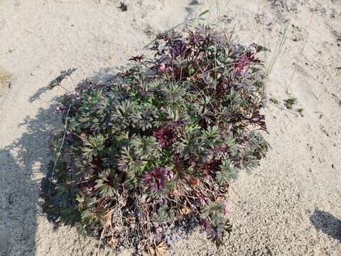 Image of Porcupine River thimbleweed