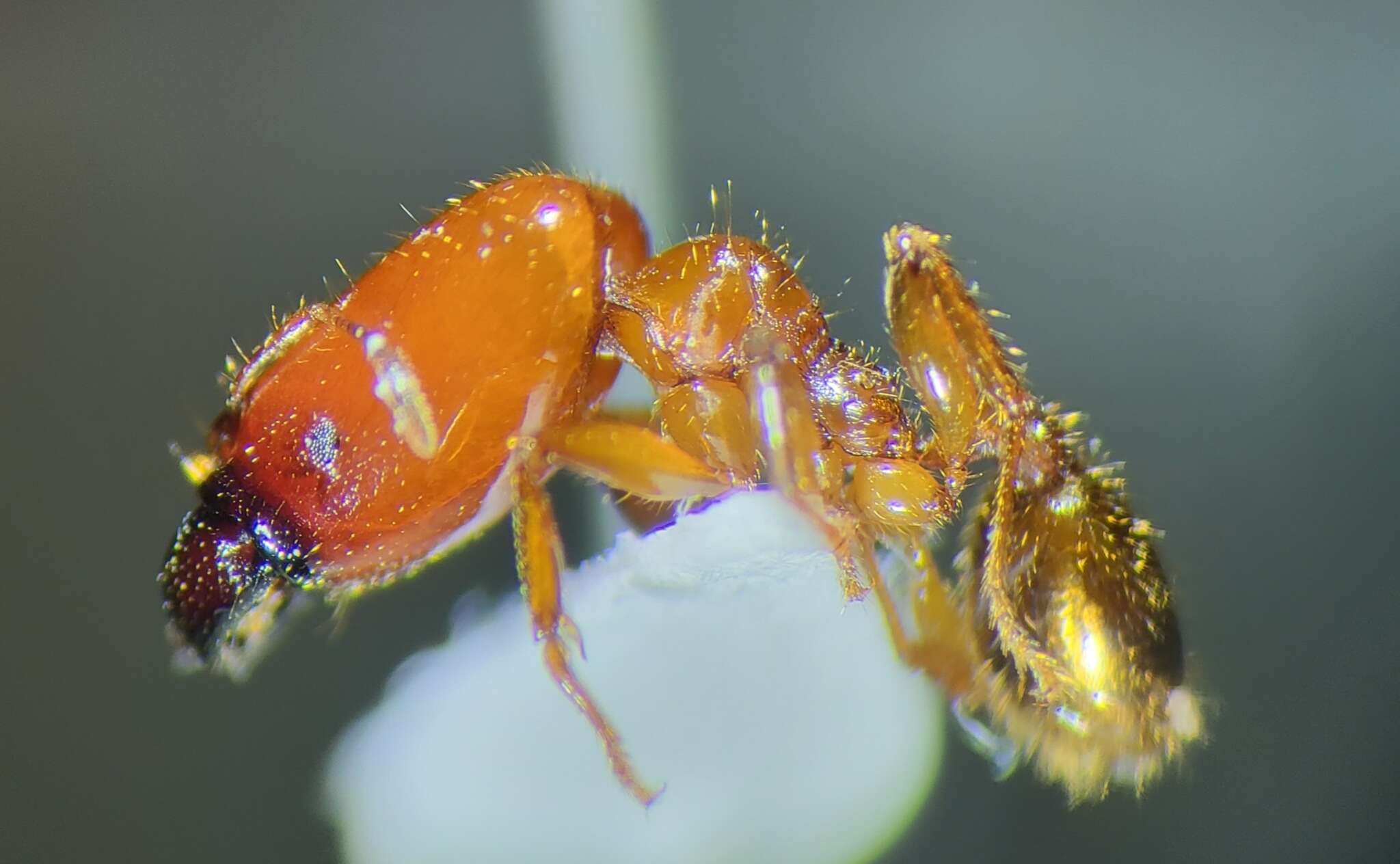 Image of Pheidole absurda Forel 1886