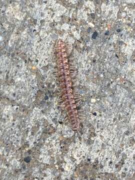 Image of Granulated Millipede