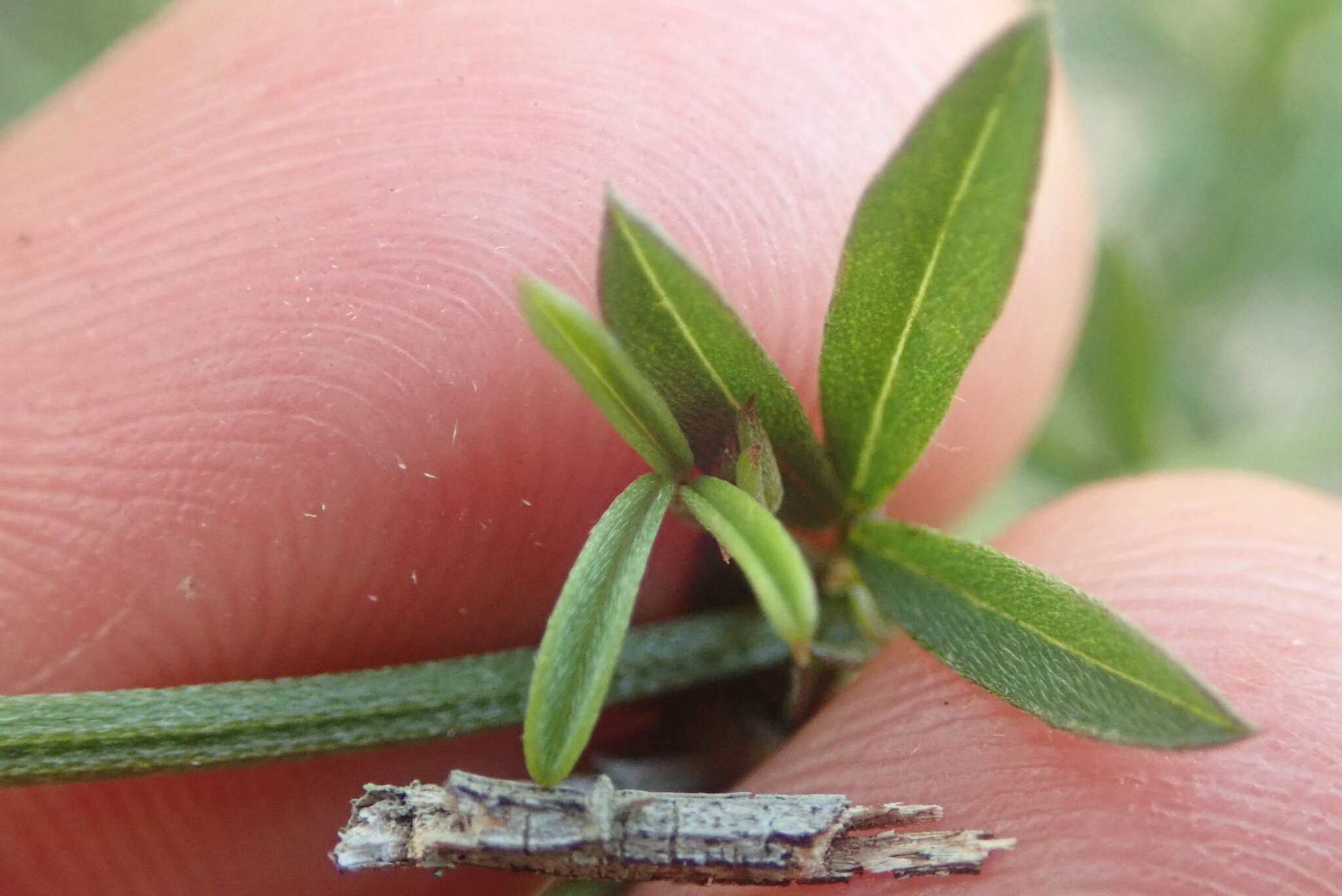 Imagem de Indigofera priorii