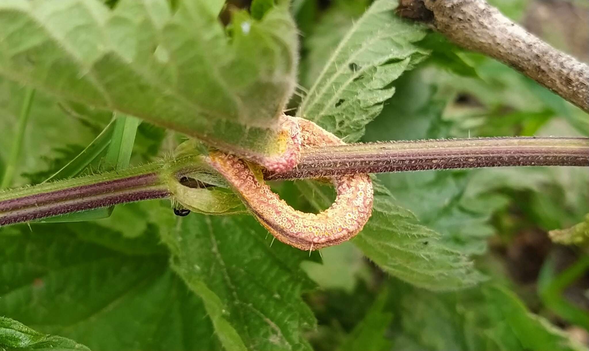 Image of nettle rust (fungus)