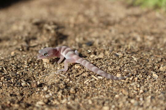 Image of Desert Banded Gecko