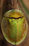 Image of Aspidimorpha (Megaspidomorpha) puncticosta Boheman 1854