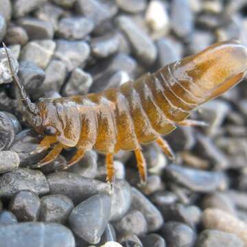 Image of metallic marine isopod