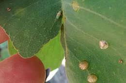 Image of Red gum lerp psyllid