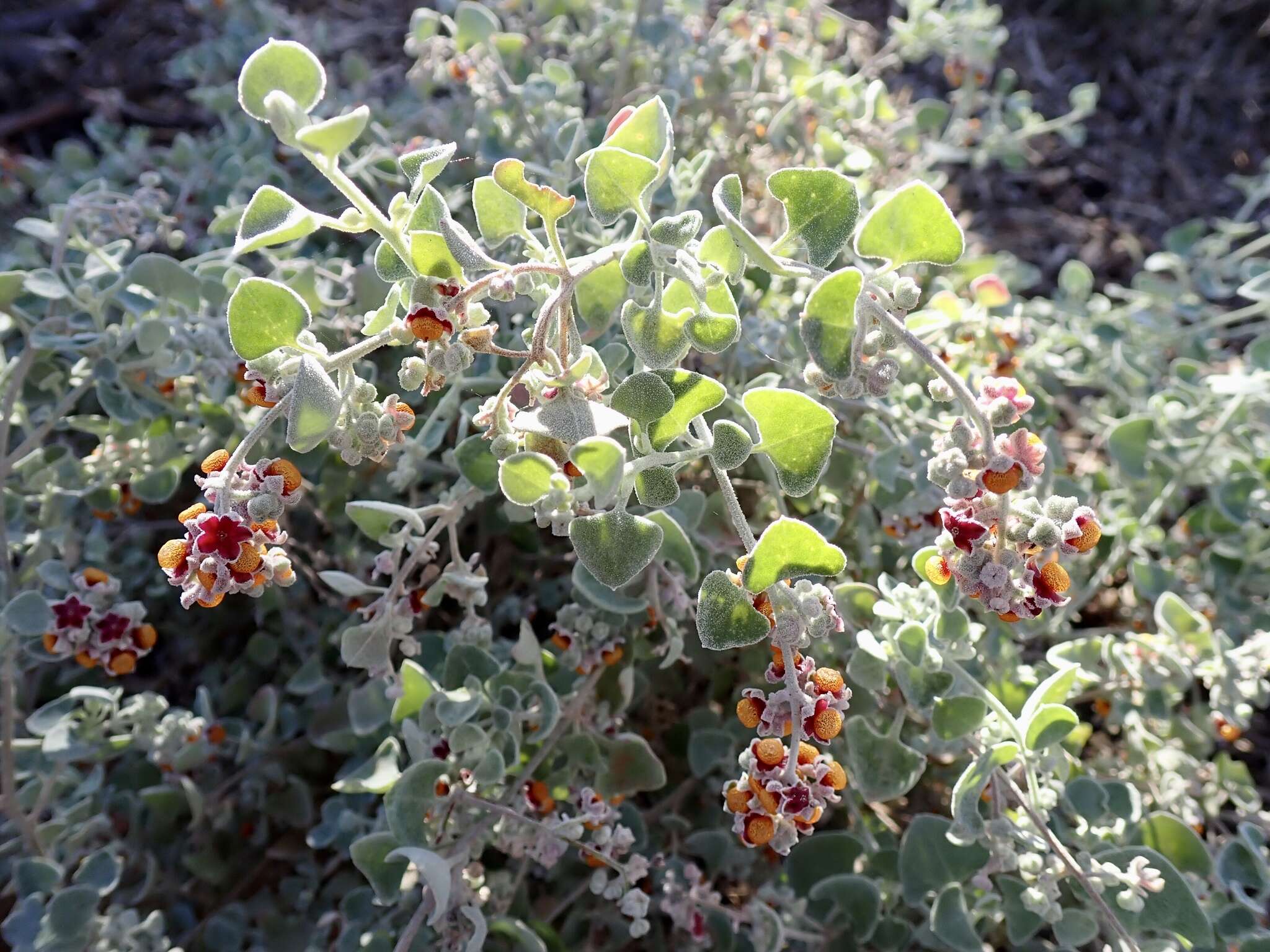 Image of Chenopodium curvispicatum P. G. Wilson