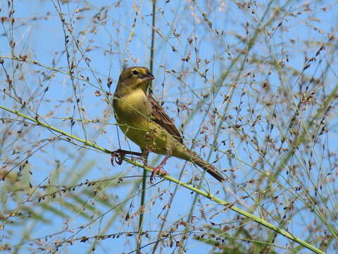 صورة Sicalis luteola chrysops Sclater & PL 1862