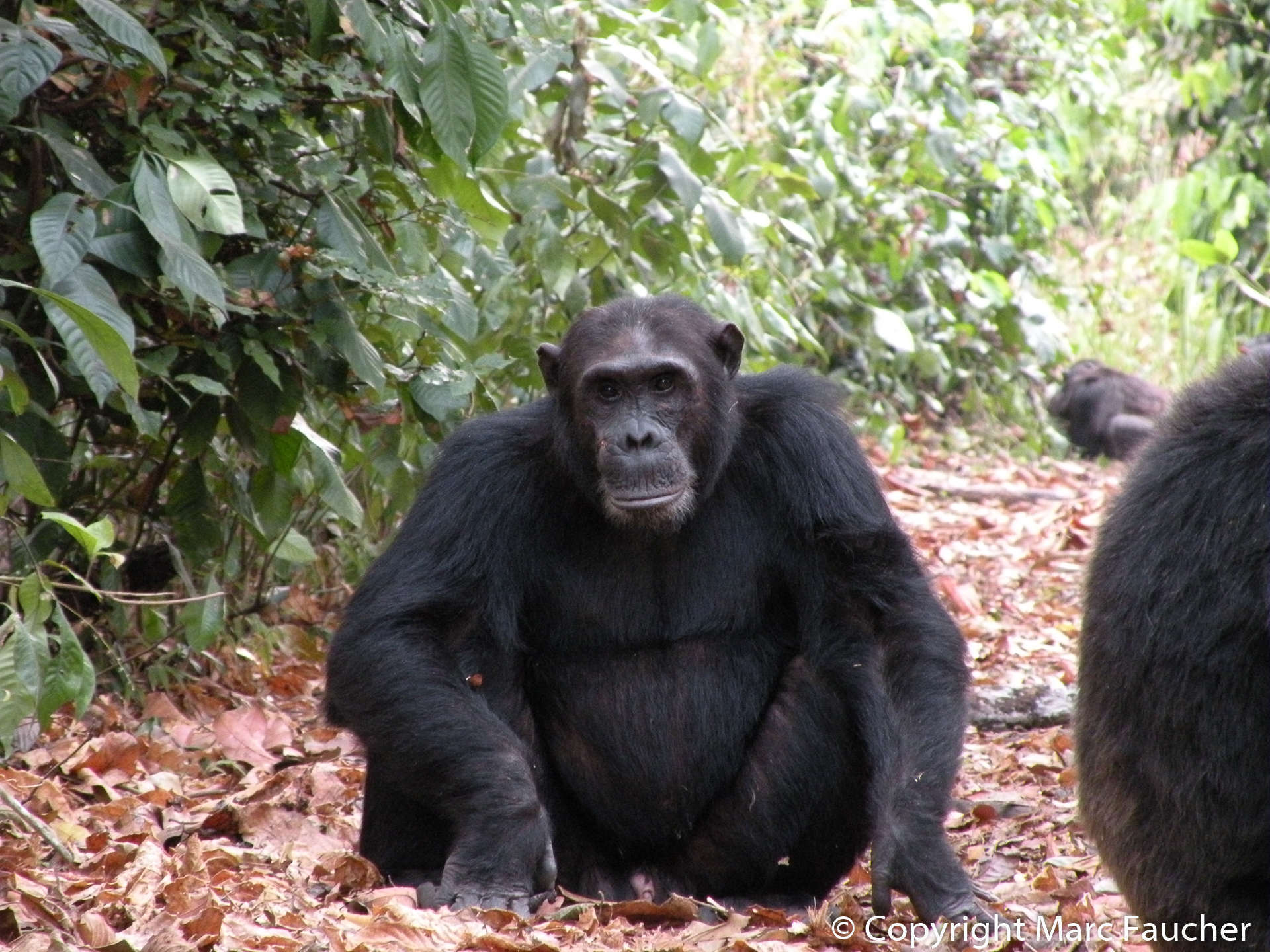 Image of Eastern Chimpanzee