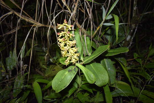 Sivun Souroubea pachyphylla Gilg kuva