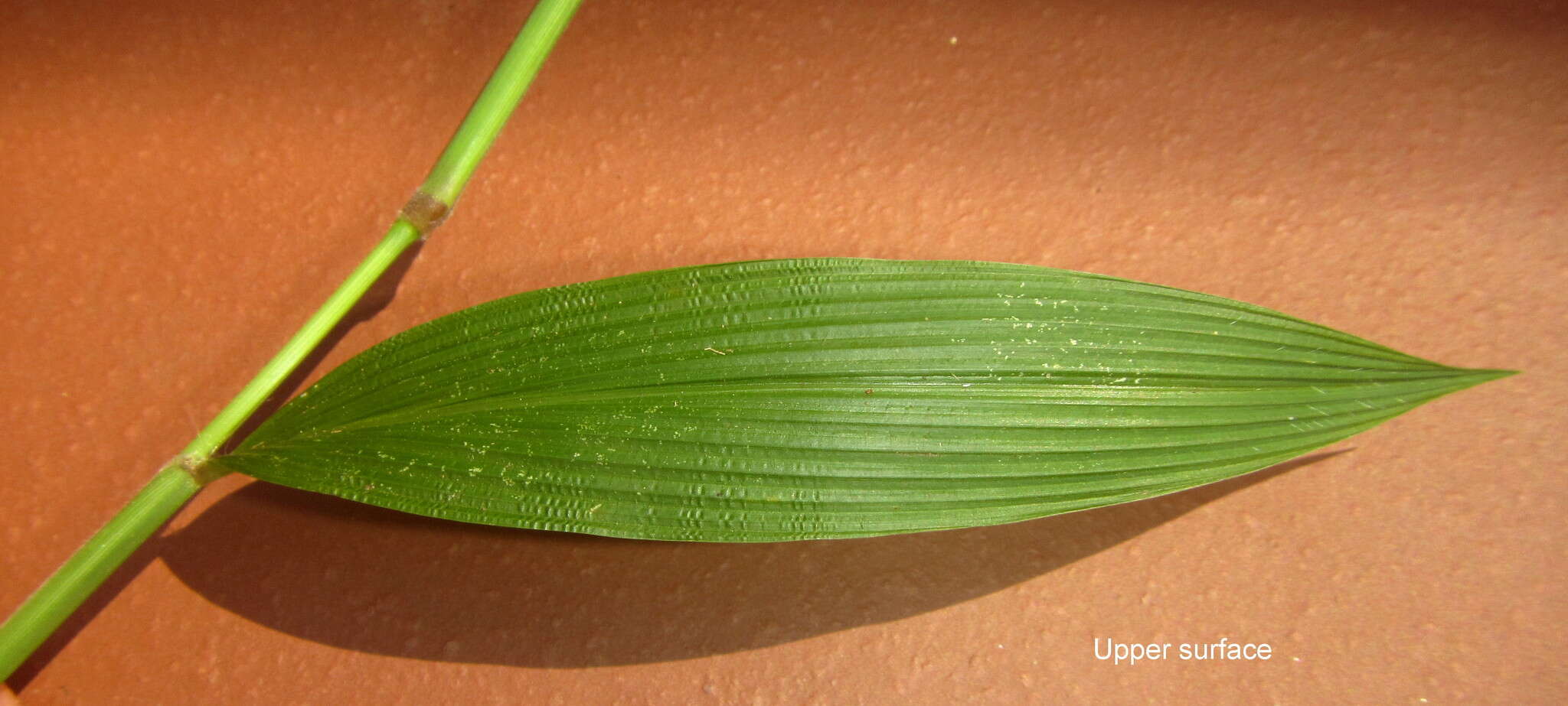 Image de Setaria megaphylla (Steud.) T. Durand & Schinz
